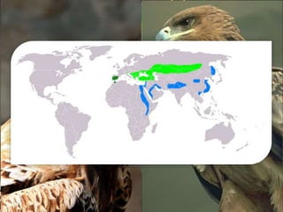 Águia Imperial
Oriental
 A águia-imperial-oriental é uma ave pertencente à família
Accipitridae.
 Aparece principalmente na Ásia Central, na Península Ibérica e
norte da Índia.
 Tem grande habilidade de vôo, podendo alcançar grandes
velocidades quando mergulha de alturas consideráveis, pegando
coelhos, cobras e ratos.
 Infelizmente, devido à destruição de seu habitat natural encontra-se
hoje em estado vulnerável na natureza.
 