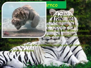 Tigre barnco
O tigre branco mede aproximadamente 3m e pode pesar de 180kg a
285kg, as fêmeas são ligeiramente mais pequenas e leves.
Este tigre vivia numa vasta área do território asiático, hoje em dia
está simplesmente em alguns territórios na Índia, Sibéria e Indonésia.
Habita em zonas pantanosas e florestas, onde se podem camuflar sem
dificuldades.
Estiveram em risco de se extinguirem, motivo pelo qual vivem agora
em jardins zoológicos.
 