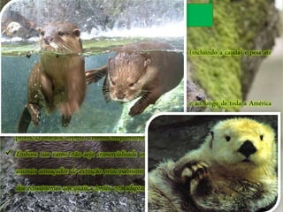 Lontra
 A lontra adulta mede de 55 a 120 centímetros de comprimento (incluindo a cauda) e pesa até
35 quilos.
 A lontra é um animal mamífero.
 Vive na Europa, Ásia, África, porção sul da América do Norte e ao longo de toda a América
do Sul, incluindo o Brasil e a Argentina. Seu habitat é no rio onde busca alimentos como
peixes, crustáceos, répteis e menos frequentemente aves e pequenos mamíferos.
 Embora sua carne não seja comercializada em larga escala a lontra faz parte da lista de
animais ameaçados de extinção principalmente pelo alto valor da sua pele e pela depredação
dos ecossistemas aos quais a lontra está adaptada.
 