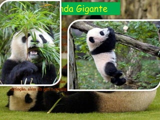 Panda Gigante
 Os pandas gigantes têm o pêlo preto e branco, com manchas pretas à volta
dos olhos. Alimentam-se principalmente de rebentos de bambu, mas também
podem comer peixes ou roedores.
 Como os rebentos de bambu não são muito energéticos, os pandas gigantes
não hibernam.
 Os pandas fêmeas dão à luz uma vez por ano. Na maioria das vezes, nascem
apenas duas crias.
 Esta é uma das razões pelas quais os pandas se encontram em vias de
extinção, além de que a apanha elevada da cana de açúcar.
 