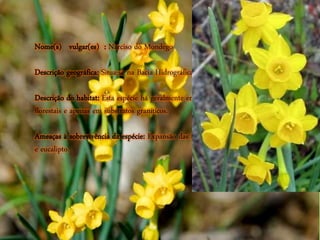 Nome(s) vulgar(es) : Narciso do Mondego
Descrição geográfica: Situa-se na Bacia Hidrográfica do Rio Mondego.
Descrição do habitat: Esta espécie há geralmente em áreas abertas e clareiras
florestais e apenas em substratos graníticos.
Ameaças à sobrevivência da espécie: Expansão das florestas de pinheiro bravo
e eucalipto.
 