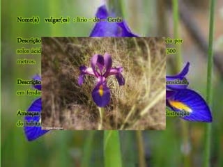 Nome(s) vulgar(es) : lírio - do – Gerês
Descrição geográfica: Trata-se de uma planta com preferência por
solos ácidos, distribuída na faixa altitudinal entre os 600 e 1300
metros.
Descrição do habitat: Constituindo povoamentos de baixa densidade
em fendas rochosas.
Ameaças à sobrevivência da espécie: alteções climáticas e destruição
do habitat pelo homem.
 