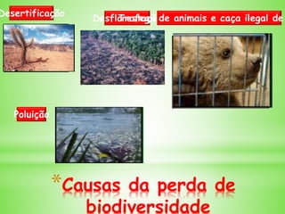 *Causas da perda de
biodiversidade
Poluição
Desertificação
DesflorestaçãoTrafego de animais e caça ilegal de
 