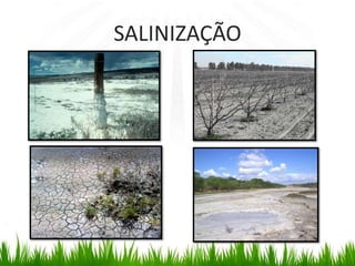 SALINIZAÇÃO