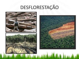 DESFLORESTAÇÃO
