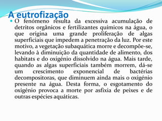 A eutrofização O fenómeno resulta da excessiva acumulação de
detritos orgânicos e fertilizantes químicos na água, o
que origina uma grande proliferação de algas
superficiais que impedem a penetração da luz. Por este
motivo, a vegetação subaquática morre e decompõe-se,
levando à diminuição da quantidade de alimento, dos
habitats e do oxigénio dissolvido na água. Mais tarde,
quando as algas superficiais também morrem, dá-se
um crescimento exponencial de bactérias
decompositoras, que diminuem ainda mais o oxigénio
presente na água. Desta forma, o esgotamento do
oxigénio provoca a morte por asfixia de peixes e de
outras espécies aquáticas.
 