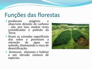 Funções das florestas
 produzem oxigénio e
absorvem dióxido de carbono
- são, por isso, muitas vezes
consideradas o pulmão da
Terra;
 fixam as camadas superficiais
dos solos e permitem a
retenção de água no
subsolo, diminuindo o risco de
desertificação;
 fornecem alimento e habitat
a um elevado número de
espécies.
 