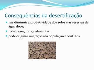 Consequências da desertificação
 Faz diminuir a produtividade dos solos e as reservas de
água doce;
 reduz a segurança alimentar;
 pode originar migrações da população e conflitos.
 