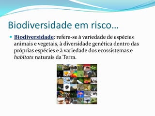 Biodiversidade em risco…
 Biodiversidade: refere-se à variedade de espécies
animais e vegetais, à diversidade genética dentro das
próprias espécies e à variedade dos ecossistemas e
habitats naturais da Terra.
 