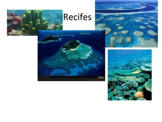 Recifes
 