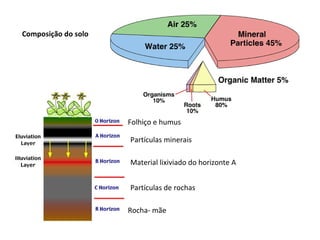 Composição do solo
Rocha- mãe
Folhiço e humus
Partículas minerais
Material lixiviado do horizonte A
Partículas de rochas
 