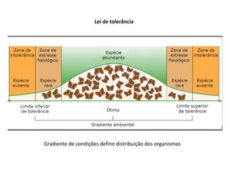 Lei de tolerância
Gradiente de condições define distribuição dos organismos
 