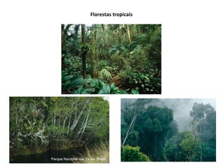 Florestas tropicais
 