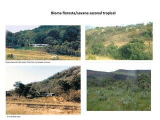 Bioma floresta/savana sazonal tropical
 