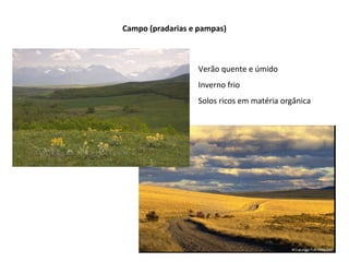 Campo (pradarias e pampas)
Verão quente e úmido
Inverno frio
Solos ricos em matéria orgânica
 