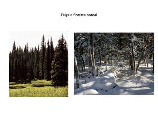 Taiga e floresta boreal
 