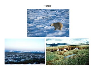Tundra
 