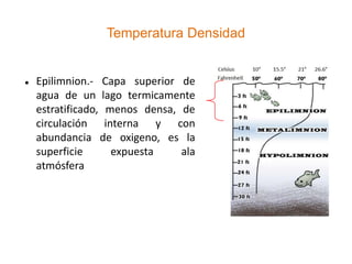 Temperatura Densidad


   Epilimnion.- Capa superior de
    agua de un lago termicamente
    estratificado, menos densa, de
    circulación interna y con
    abundancia de oxigeno, es la
    superficie      expuesta    ala
    atmósfera
 