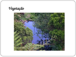 Vegetação naturalA vegetação natural de uma região, ou seja, a que nasce sem intervenção do ser humano, encontra-se relacionada com o clima e o relevo dessa mesma , região. Embora esta vegetação tenha vindo a ser destruída ao longo dos anos pelo Homem (para construir casas, estradas, cultivar campos...), pela poluição e pelos incêndios, ainda podemos distinguir, hoje, duas grandes áreas a Ibéria húmida (Norte e Noroeste) e a Ibéria seca (Sul e Interior):·Ibéria húmida - região chuvosa e húmida, daí a vegetação ser bastante verdejante, constituída principalmente por florestas de folha caduca (que cai no Outono e renasce na Primavera), como o carvalho e o castanheiro, e outras espécies, como o pinheiro bravo;Ibéria seca - região seca, constituída por florestas de folha persistente (conservam a folha durante todo o ano) como o sobreiro, o pinheiro manso e o loureiro) 