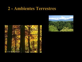 2 - Ambientes Terrestres
2.3 – Floresta caducifólia
Na floresta caducifólia, a
temperatura é moderada e
as árvores como o carvalho
e o castanheiro estão
adaptadas ao frio, perdendo
a folha durante o Inverno.
 