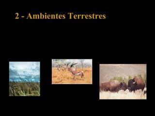 2 - Ambientes Terrestres
2.5 – Pradaria
Predominam as gramíneas de que se alimentam os herbívoros
como as gazelas e os bisontes.
 