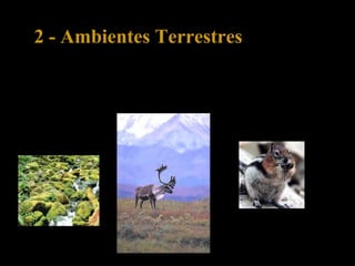 2 - Ambientes Terrestres
2.1 - Tundra
Crescem musgos, líquenes e gramíneas que alimentam animais como o
caribu e o lemingue.
 