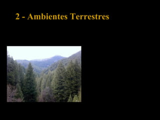 2 - Ambientes Terrestres
2.2 – Floresta de coníferas
A floresta de coníferas
só existe no hemisfério
norte.
 