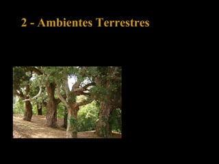 2 - Ambientes Terrestres
2.4 – Bosque mediterrânico
O bosque mediterrânico é
característico das regiões que
circundam o mar
Mediterrâneo. A precipitação
é escassa no Verão.
 