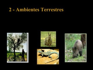 2 - Ambientes Terrestres
2.4 – Bosque mediterrânico
As plantas características são a oliveira, a azinheira, o sobreiro, e a fauna
inclui animais como o javali, lagartos, a cobra-de-escada e o coelho.
 