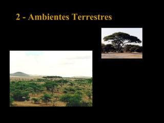 2 - Ambientes Terrestres
2.6 – Savana
A savana existe próximo da
floresta tropical. É quente,
com uma estação seca e
uma húmida. Predominam
as ervas e pequenos
arbustos resistentes ao fogo.
 