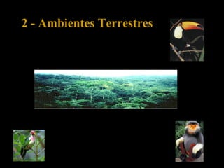 2 - Ambientes Terrestres
2.7 – Floresta tropical
A floresta tropical é caracterizada por abundantes
chuvas e temperaturas elevadas.
 
