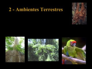 2 - Ambientes Terrestres
2.7 – Floresta tropical
A biodiversidade neste ambiente é grande, com vegetação
exuberante e de grande porte, como a árvore-da-sumaúma e
os fetos, e animais como os macacos e os papagaios.
 