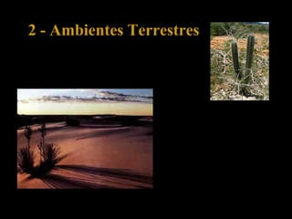 2 - Ambientes Terrestres
2.8 – Deserto
No deserto, a falta de água e as
fortes oscilações de
temperatura, muito alta de dia
e baixa à noite, condicionam a
vegetação, que é escassa com
plantas rasteiras e cactos, pelo
que a diversidade animal
também é pequena.
 