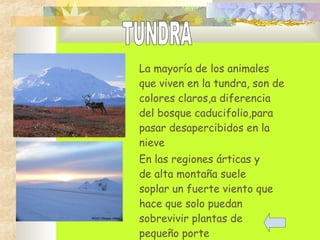 La mayoría de los animales
que viven en la tundra, son de
colores claros,a diferencia
del bosque caducifolio,para
pasar desapercibidos en la
nieve
En las regiones árticas y
de alta montaña suele
soplar un fuerte viento que
hace que solo puedan
sobrevivir plantas de
pequeño porte