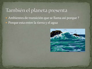  Ambientes de transición que se llama así porque ?
 Porque esta entre la tierra y el agua

 