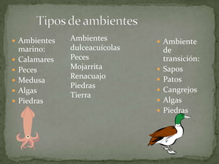  Ambientes







marino:
Calamares
Peces
Medusa
Algas
Piedras

Ambientes
dulceacuícolas
Peces
Mojarrita
Renacuajo
Piedras
Tierra

 Ambiente







de
transición:
Sapos
Patos
Cangrejos
Algas
Piedras

 