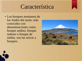 Característica
● Los bosques montanos de
los Andes del norte, más
conocidos con
denominaciones como
bosque andino, bosque
nuboso o bosque de
niebla, son las selvas y
bosques.
 