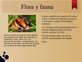 Flora y fauna
Existen también dos especies de zorros,
el gris o chilla (Pseudalopex griseus) y
el colorado o culpeo (Pseudalopex
culpaeus).
Los cérvidos están representados por el
huemul (Hippocamelus bisulcus),
animal nacional de Chile.
El pudú (Pudu puda), uno de los
ciervos más pequeños del mundo.
Flora:
Flora se refiere al conjunto de las plantas
que pueblan una región (por ejemplo un
continente, clima, sierra, etc.), la
descripción de éstas, su abundancia, los
períodos de floración, etc.Varía de acuerdo
con el clima ,de selva baja a selva alta.
 