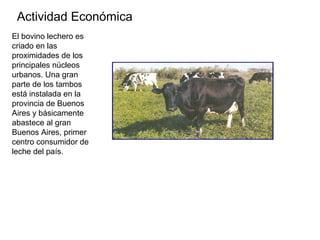 Actividad Económica
El bovino lechero es
criado en las
proximidades de los
principales núcleos
urbanos. Una gran
parte de los tambos
está instalada en la
provincia de Buenos
Aires y básicamente
abastece al gran
Buenos Aires, primer
centro consumidor de
leche del país.
 