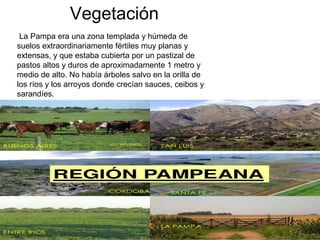 Vegetación
La Pampa era una zona templada y húmeda de
suelos extraordinariamente fértiles muy planas y
extensas, y que estaba cubierta por un pastizal de
pastos altos y duros de aproximadamente 1 metro y
medio de alto. No había árboles salvo en la orilla de
los ríos y los arroyos donde crecían sauces, ceibos y
sarandíes.
 