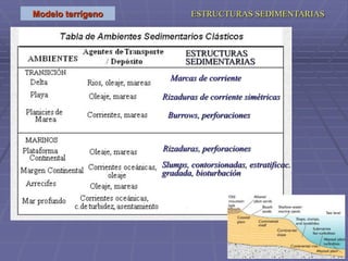 Modelo terrígeno
Rizaduras de corriente simétricas
Marcas de corriente
Burrows, perforaciones
Slumps, contorsionadas, estratificac.
gradada, bioturbación
Rizaduras, perforaciones
ESTRUCTURAS SEDIMENTARIAS
ESTRUCTURAS
SEDIMENTARIAS
 