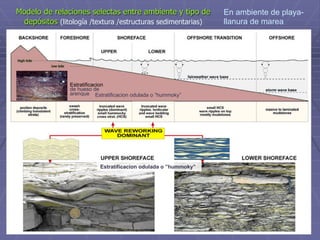 Modelo de relaciones selectas entre ambiente y tipo de
depósitos (litología /textura /estructuras sedimentarias)
Estratificacion odulada o ”hummoky”
Estratificacion
de hueso de
arenque
Estratificacion odulada o ”hummoky”
En ambiente de playa-
llanura de marea
 