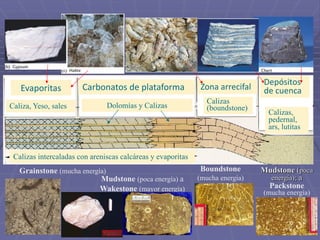 Mudstone (poca energía) a
Wakestone (mayor energía)
Grainstone (mucha energía) Mudstone (poca
energía); a
Packstone
(mucha energía)
Boundstone
(mucha energía)
Trinchera
Planicie abisal
Cordillera
oceánica
Calizas intercaladas con areniscas calcáreas y evaporitas
Evaporitas
Caliza, Yeso, sales
Carbonatos de plataforma
Dolomías y Calizas
Zona arrecifal
Calizas
(boundstone)
Depósitos
de cuenca
Calizas,
pedernal,
ars, lutitas
 