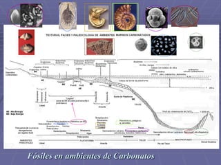 Fósiles en ambientes de Carbonatos
 