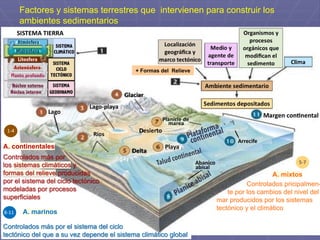 Factores que intervienen para constituir un ambiente sedimentario
+ Formas del Relieve
Factores y sistemas terrestres que intervienen para construir los
ambientes sedimentarios
Talud continental
A. continentales
1-4
Controlados más por
los sistemas climáticos y
formas del relieve producidas
por el sistema del ciclo tectónico
modeladas por procesos
superficiales
8-11 A. marinos
5-7
Controlados más por el sistema del ciclo
tectónico del que a su vez depende el sistema climático global
A. mixtos
Controlados pricipalmen-
. te por los cambios del nivel del
mar producidos por los sistemas
tectónico y el climático
 
