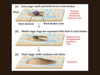 Pequenos montículos formam uma sombra de vento Montículo cresce e formam braços paralelos ao vento coalescência 