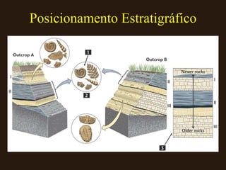 Posicionamento Estratigráfico 