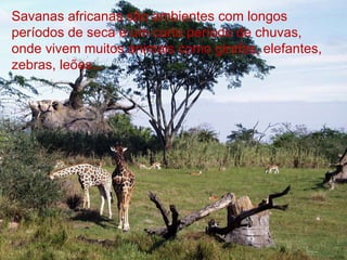 Savanas africanas são ambientes com longos períodos de seca e um curto período de chuvas, onde vivem muitos animais como girafas, elefantes, zebras, leões... 