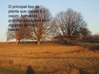 O principal tipo de planta que cresce é o capim, formando grandes pastagens com algumas árvores baixas. 