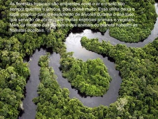 As florestas tropicais são ambientes onde o ar e o solo são sempre quentes e úmidos, pois chove muito. Esse clima deixa o lugar propício para o nascimento de árvores durante o ano todo, que servirão de abrigo para muitas espécies animais e vegetais. Mais da metade das plantas e dos animais do planeta habitam as florestas tropicais. 